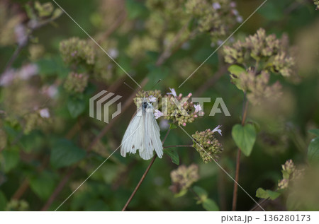 花の蜜を吸う傷ついた白い蝶 花の蜜を吸う傷ついた白い蝶 136280173