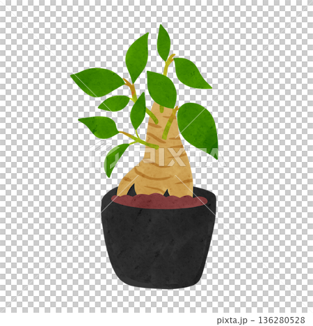 Potted banyan tree watercolor hand-drawn illustration Potted banyan tree watercolor hand-drawn illustration 136280528
