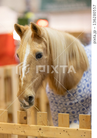 Pony horse wearing patterned blanket eating hay Pony horse wearing patterned blanket eating hay 136280557