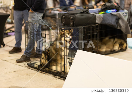 Alaskan malamute dog sitting inside crate at exhibition hall 136280559