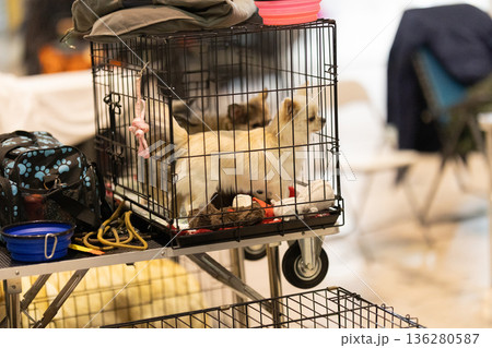 Small dog puppies resting in portable wire cage Small dog puppies resting in portable wire cage 136280587