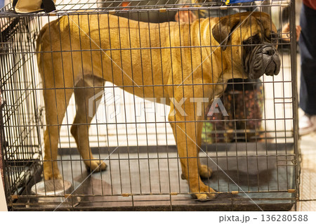 Bullmastiff dog standing inside metal crate 136280588
