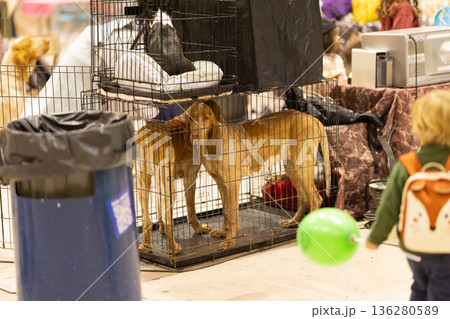 Dogs observing a child with a green balloon at an event Dogs observing a child with a green balloon at an event 136280589