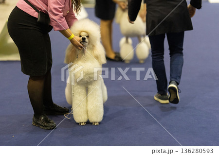 Handler presenting white poodle at dog show competition 136280593