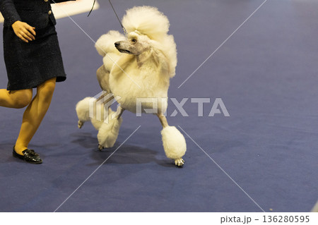 Standard poodle on leash walking in dog show 136280595