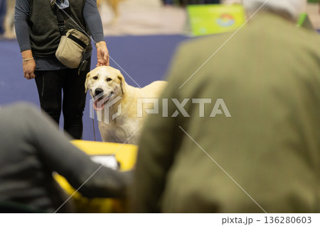 Happy dog looking at camera with person petting 136280603