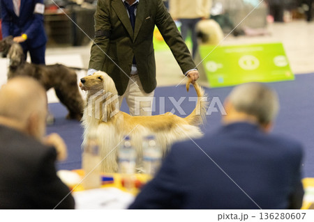 Afghan hound dog being judged at show event Afghan hound dog being judged at show event 136280607