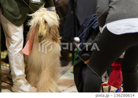 Afghan hound breed dog at event wearing pink accessory Afghan hound breed dog at event wearing pink accessory 136280614