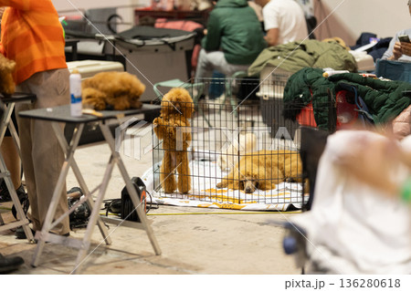 Poodles waiting in crates during dog show event 136280618