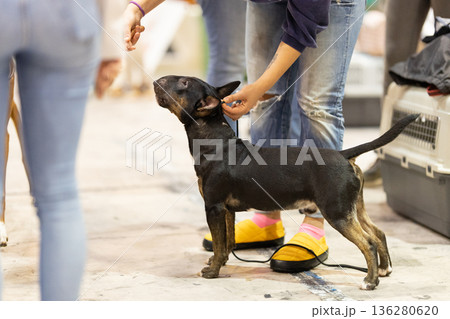 Bull terrier dog receiving treat from owner's hand Bull terrier dog receiving treat from owner's hand 136280620