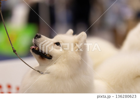 White samoyed dog looking up with leash White samoyed dog looking up with leash 136280623