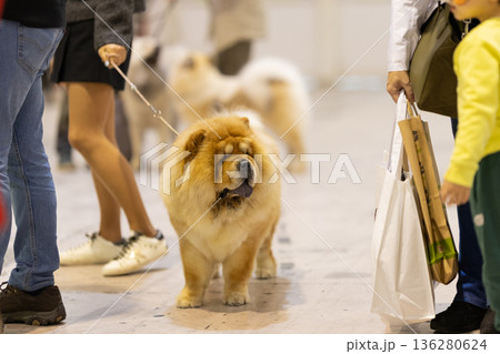 Chow chow dog walking on leash at event 136280624