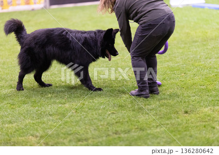 Practicing obedience with black dog in training arena Practicing obedience with black dog in training arena 136280642