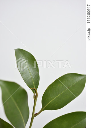 榊 榊 136280647
