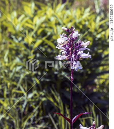 Foxglove beard-tongue or the Penstemon digitalis Husker Red. Called Talus slope penstemon and White beardtongue also 136280649