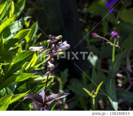 Penstemon flower on a blurred background. Colorful close-up photo of flowers. Beautiful screensaver. Penstemon digitalis Husker Red, family Plantaginaceae. Penstemon white. 136280653