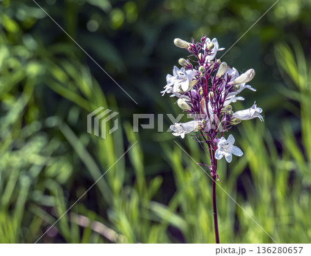 Foxglove beard-tongue or Penstemon digitalis Husker Red. Called Talus slope penstemon and White beardtongue also 136280657