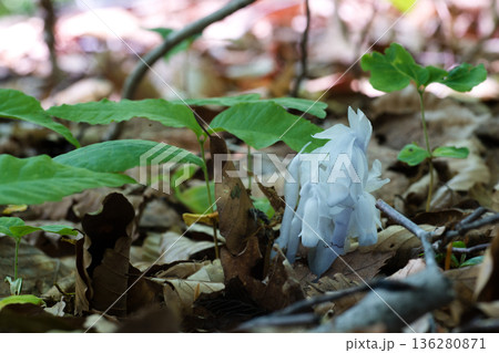 ギンリョウソウとブナのブナの芽吹き実生から本葉へ春のブナ林 136280871