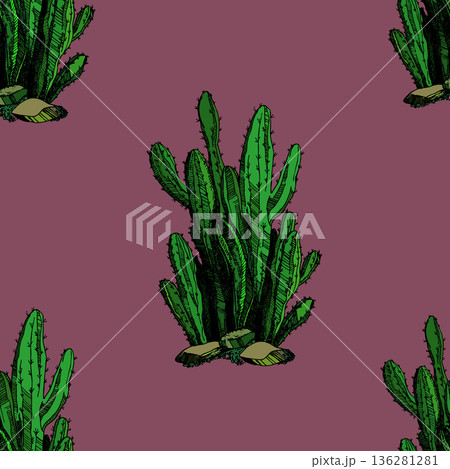 Seamless pattern with cacti, blooming succulent on color background. Vector hand drawn illustration for packaging, fabric, textile. Wild west cactus, western concept 136281281