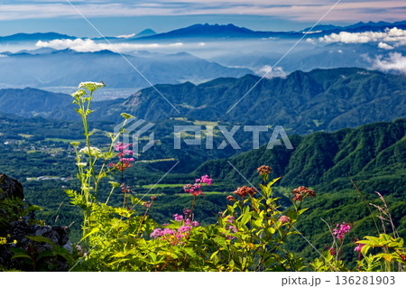 戸隠山・八方睨のシモツケソウの花と富士山・八ヶ岳の眺め 136281903