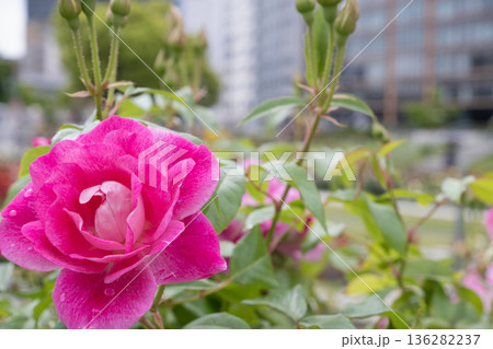 都会の庭園に咲く水滴がついた鮮やかなピンクのバラ 136282237