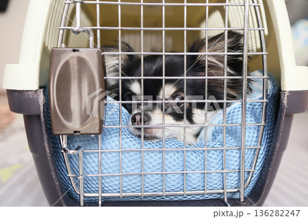 クレートに入る子犬　パピー　チワワ 136282247