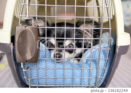 クレートに入る子犬　パピー　チワワ 136282249