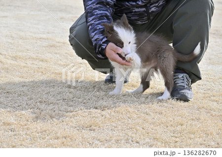 子犬と遊ぶ男性 ボーダーコリー パピー 子犬と遊ぶ男性 ボーダーコリー パピー 136282670