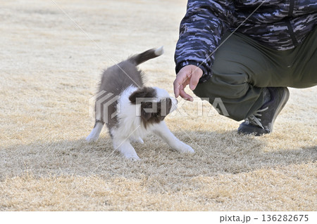 子犬と遊ぶ男性 ボーダーコリー パピー 子犬と遊ぶ男性 ボーダーコリー パピー 136282675