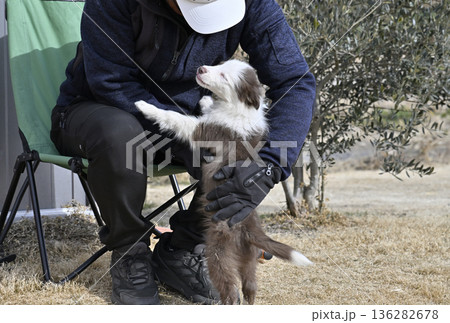 子犬と遊ぶ男性 ボーダーコリー パピー 子犬と遊ぶ男性 ボーダーコリー パピー 136282678
