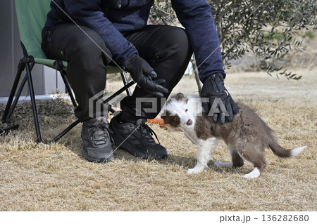 子犬と遊ぶ男性 ボーダーコリー パピー 子犬と遊ぶ男性 ボーダーコリー パピー 136282680