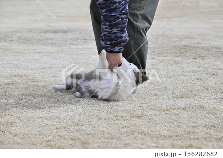 子犬と遊ぶ男性 ボーダーコリー パピー 子犬と遊ぶ男性 ボーダーコリー パピー 136282682