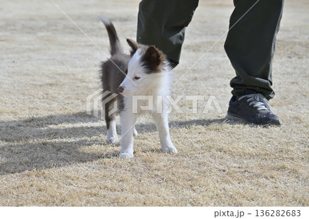 子犬と遊ぶ男性 ボーダーコリー パピー 子犬と遊ぶ男性 ボーダーコリー パピー 136282683