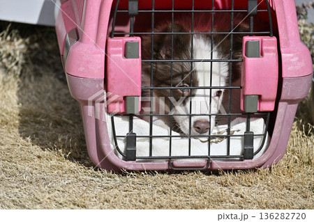 クレートでお散歩する子犬 パピー ボーダーコリー クレートでお散歩する子犬 パピー ボーダーコリー 136282720