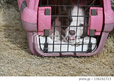 クレートでお散歩する子犬 パピー ボーダーコリー クレートでお散歩する子犬 パピー ボーダーコリー 136282723