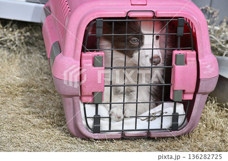 クレートでお散歩する子犬 パピー ボーダーコリー クレートでお散歩する子犬 パピー ボーダーコリー 136282725