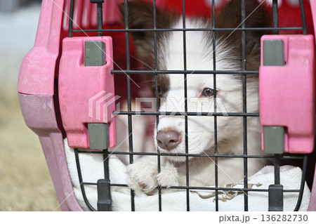 クレートでお散歩する子犬 パピー ボーダーコリー クレートでお散歩する子犬 パピー ボーダーコリー 136282730
