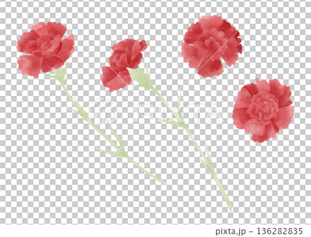Red carnation illustration set, watercolor style 136282835