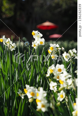 水仙の花と赤い和傘 136282839