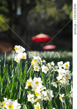 水仙の花と赤色の和傘 水仙の花と赤色の和傘 136282840
