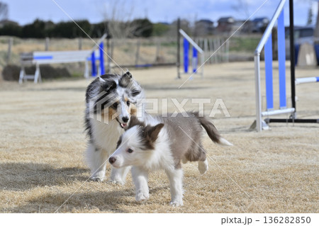 成犬と遊ぶ子犬 シェルティとボーダーコリーのパピー 成犬と遊ぶ子犬 シェルティとボーダーコリーのパピー 136282850