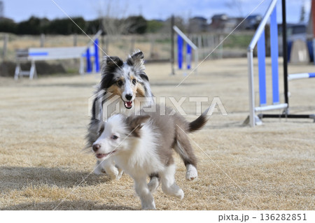 成犬と遊ぶ子犬 シェルティとボーダーコリーのパピー 成犬と遊ぶ子犬 シェルティとボーダーコリーのパピー 136282851