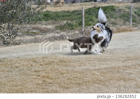 成犬と遊ぶ子犬 シェルティとボーダーコリーのパピー 成犬と遊ぶ子犬 シェルティとボーダーコリーのパピー 136282852