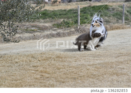 成犬と遊ぶ子犬 シェルティとボーダーコリーのパピー 成犬と遊ぶ子犬 シェルティとボーダーコリーのパピー 136282853