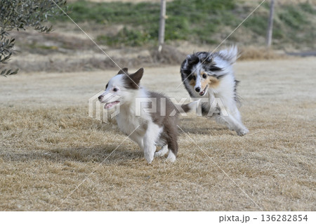 成犬と遊ぶ子犬 シェルティとボーダーコリーのパピー 成犬と遊ぶ子犬 シェルティとボーダーコリーのパピー 136282854