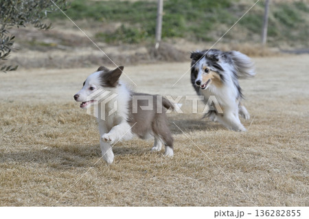 成犬と遊ぶ子犬 シェルティとボーダーコリーのパピー 成犬と遊ぶ子犬 シェルティとボーダーコリーのパピー 136282855