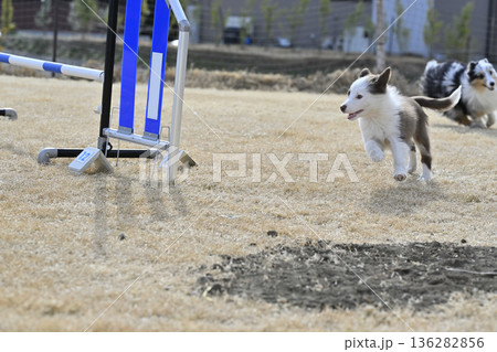 成犬と遊ぶ子犬 シェルティとボーダーコリーのパピー 成犬と遊ぶ子犬 シェルティとボーダーコリーのパピー 136282856