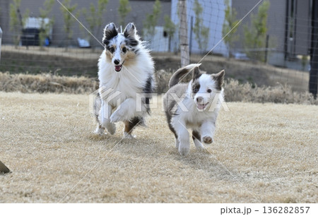 成犬と遊ぶ子犬　シェルティとボーダーコリーのパピー 136282857