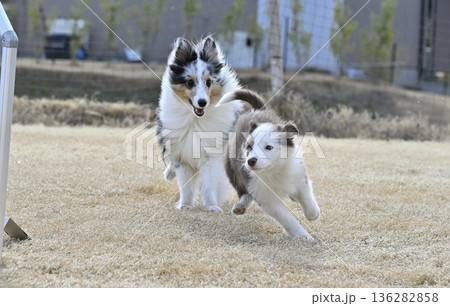 成犬と遊ぶ子犬 シェルティとボーダーコリーのパピー 成犬と遊ぶ子犬 シェルティとボーダーコリーのパピー 136282858