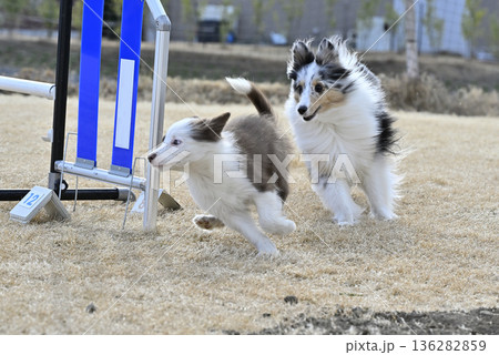 成犬と遊ぶ子犬　シェルティとボーダーコリーのパピー 136282859